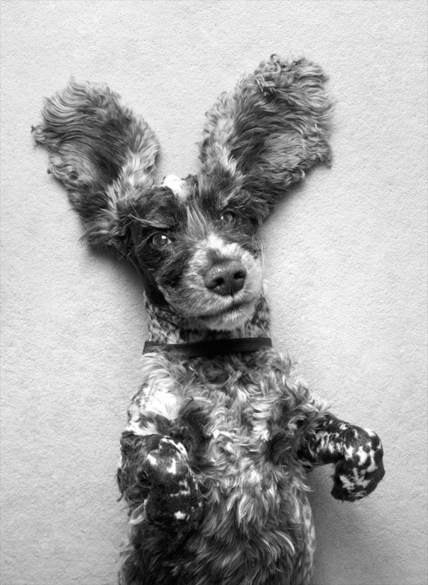 All Ears