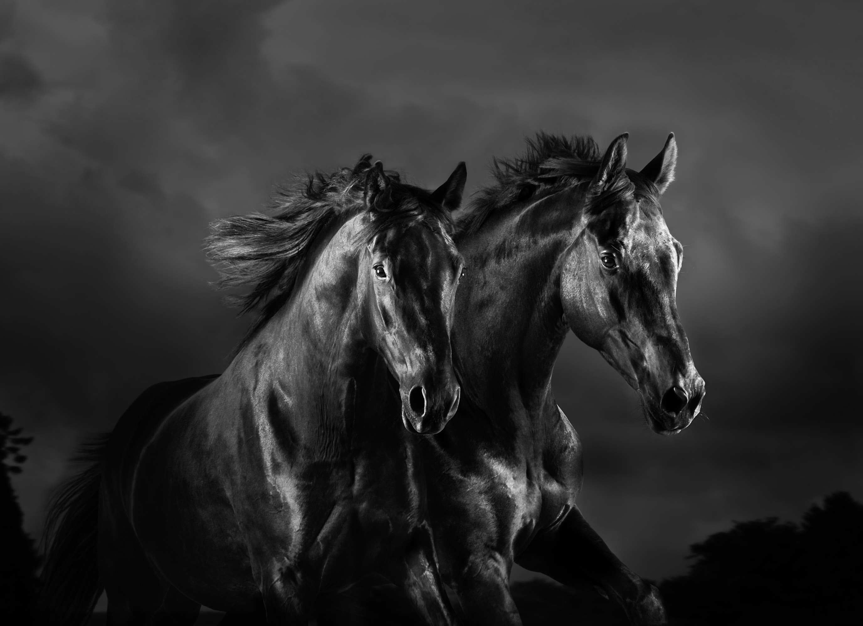 Black-Horses-Mark-Harvey