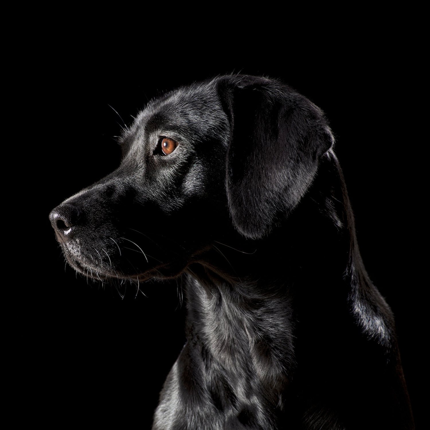 Black on Black Labrador 