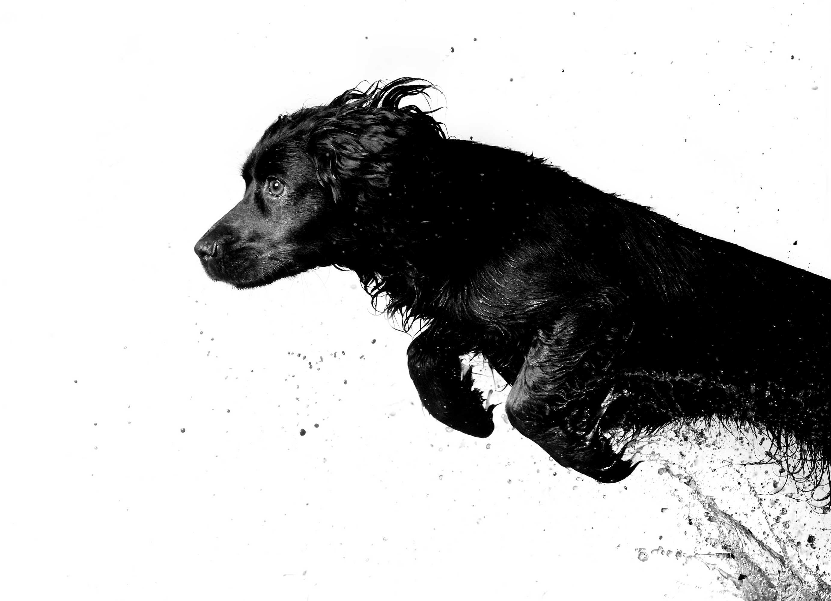 Cocker-Spaniel-Mark-Harvey