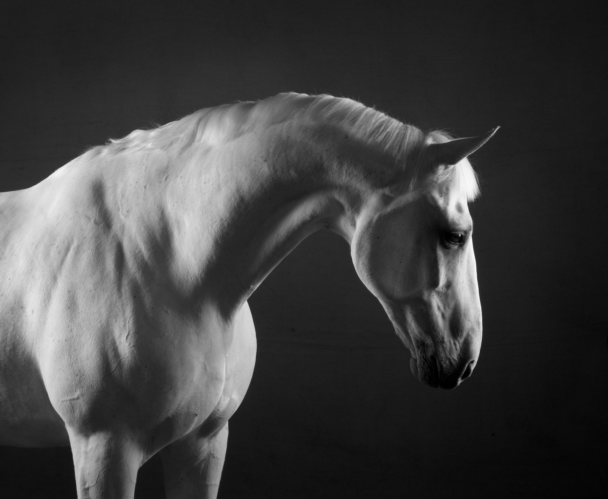 MARBLE HORSE