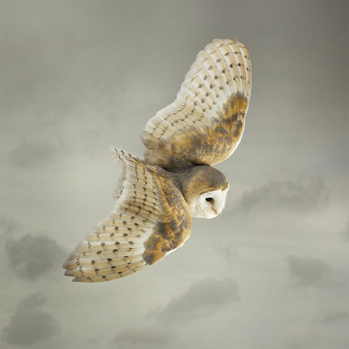 Mark-Harvey-photography_In-Flight-collection-BARN-OWL_lowres