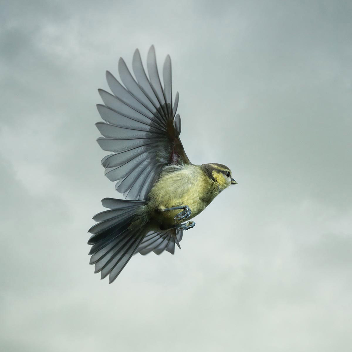 Mark-Harvey-photography_In-Flight-collection-BLUE-TIT-1_lowres