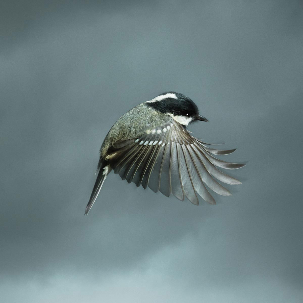 Mark-Harvey-photography_In-Flight-collection-COAL-TIT_lowres