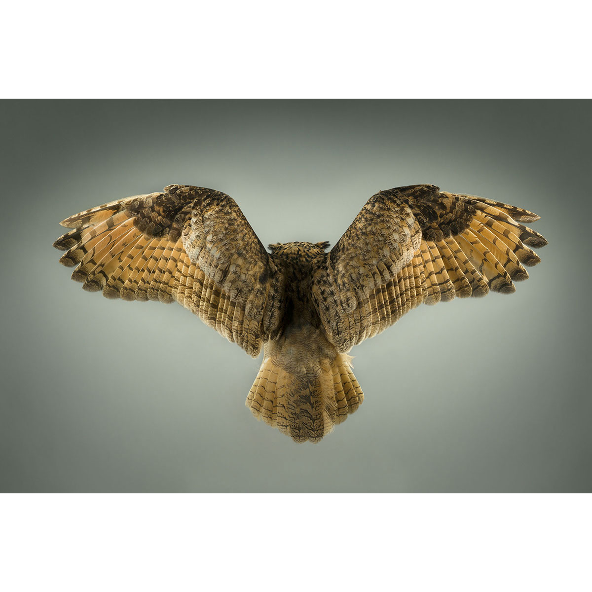 Mark-Harvey-photography_In-Flight-collection-EAGLE-OWL_lowres