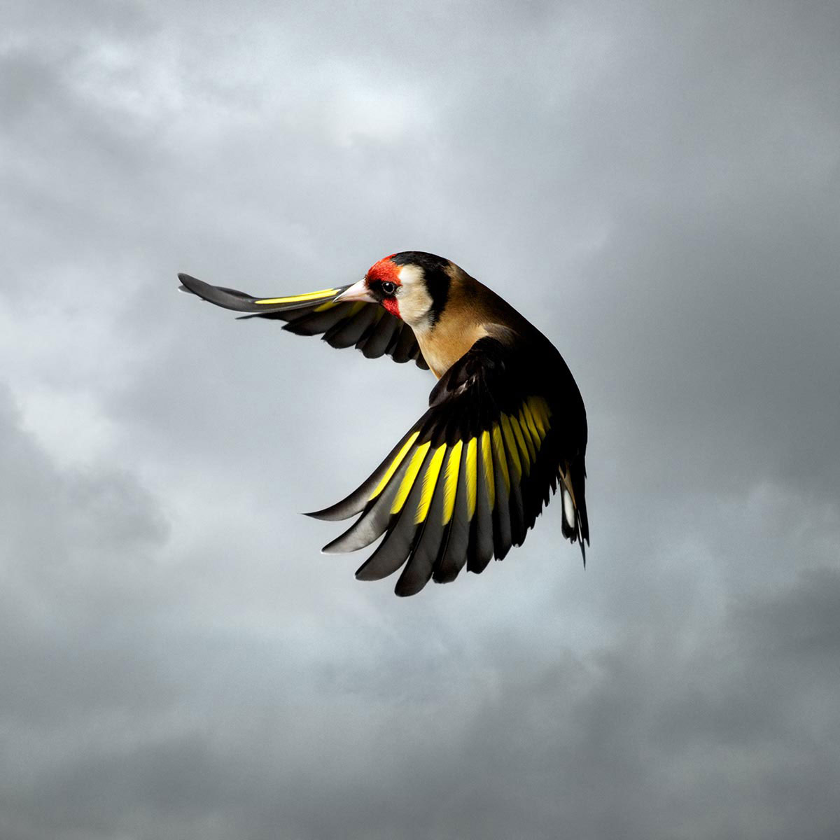 Mark-Harvey-photography_In-Flight-collection-GOLD-FINCH_lowres