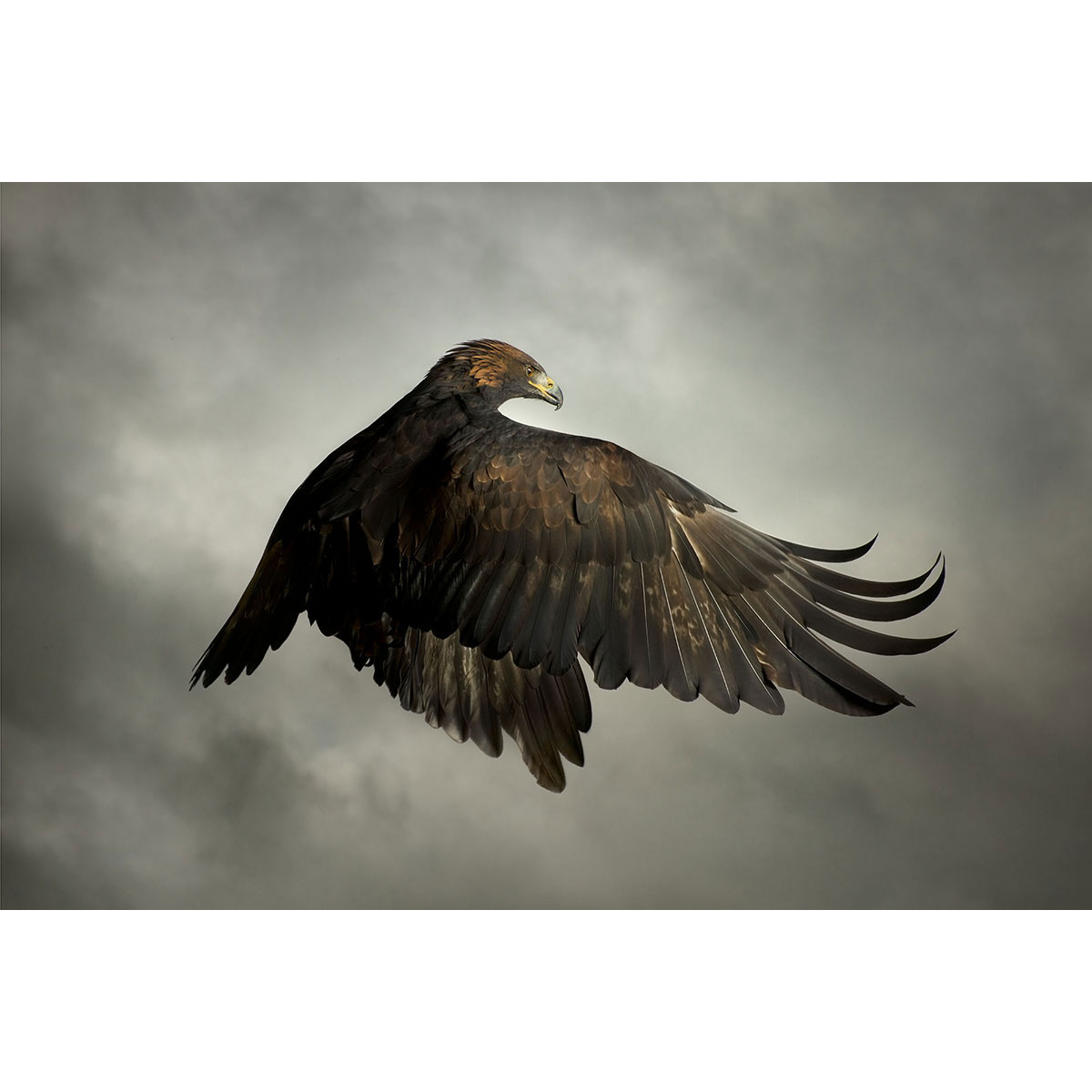 Mark-Harvey-photography_In-Flight-collection-GOLDEN-EAGLE_lowres