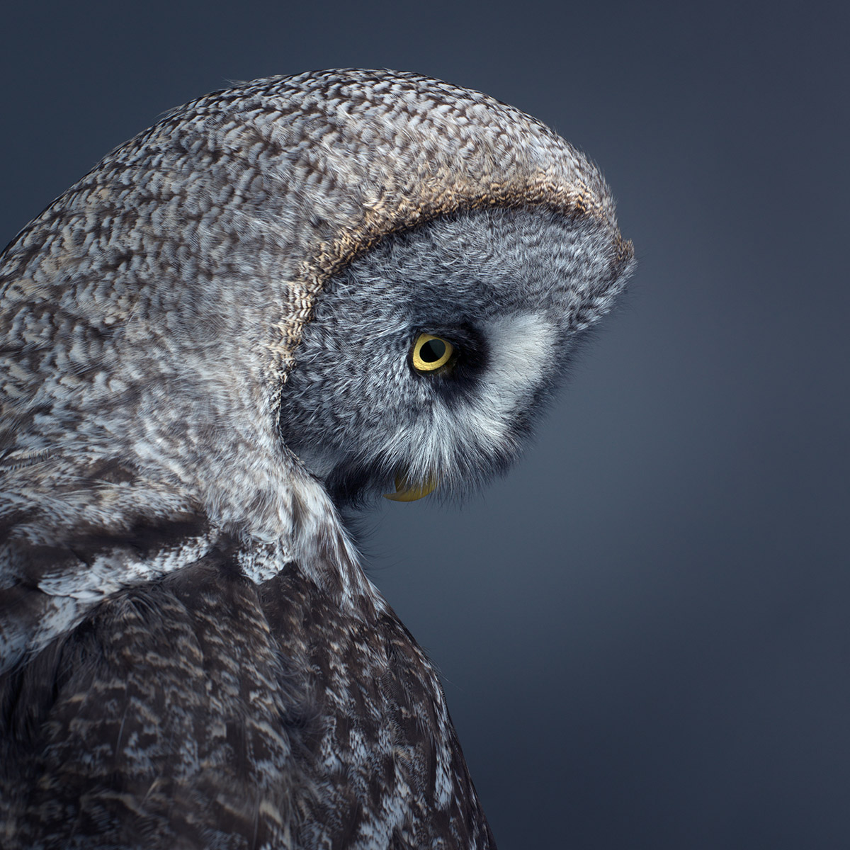Mark-Harvey-photography_In-Flight-collection-GREAT-GREAT-OWL_lowres