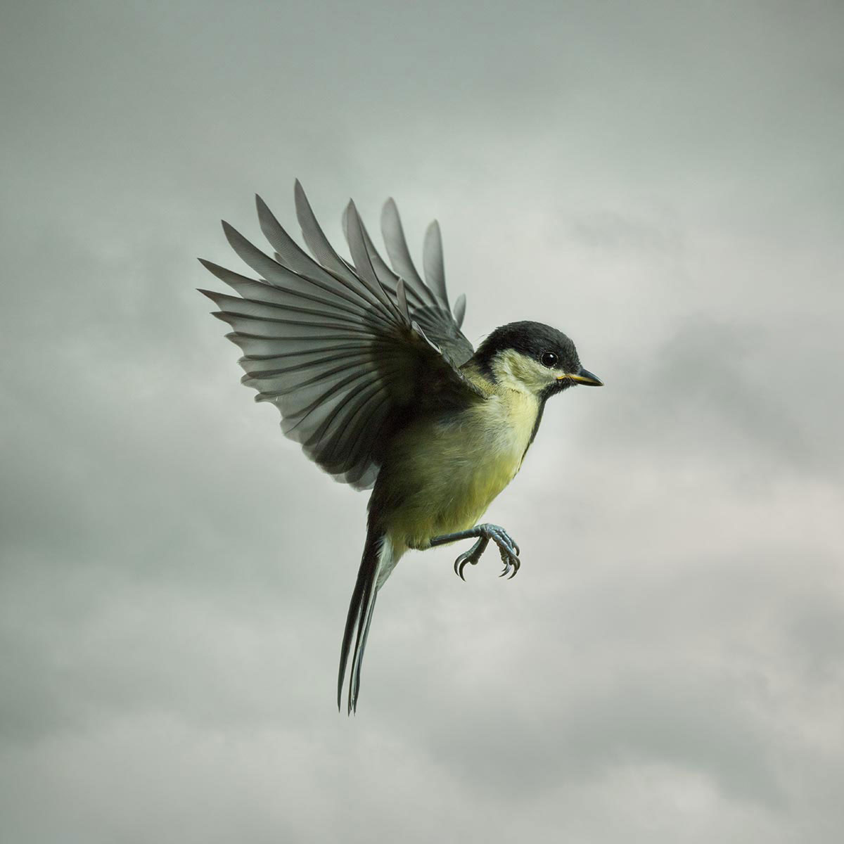 Mark-Harvey-photography_In-Flight-collection-GREAT-TIT-1_lowres