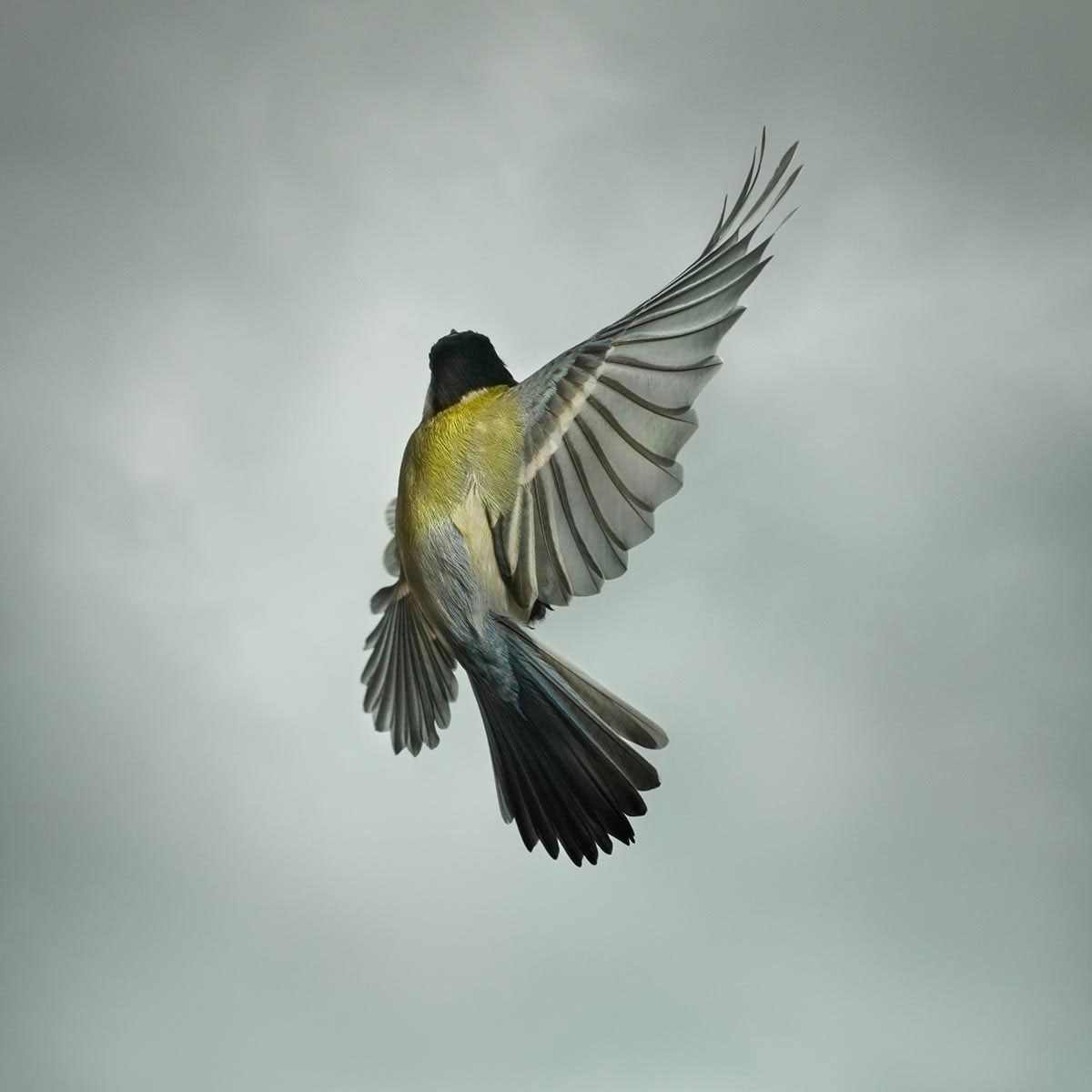 Mark-Harvey-photography_In-Flight-collection-GREAT-TIT-2_lowres