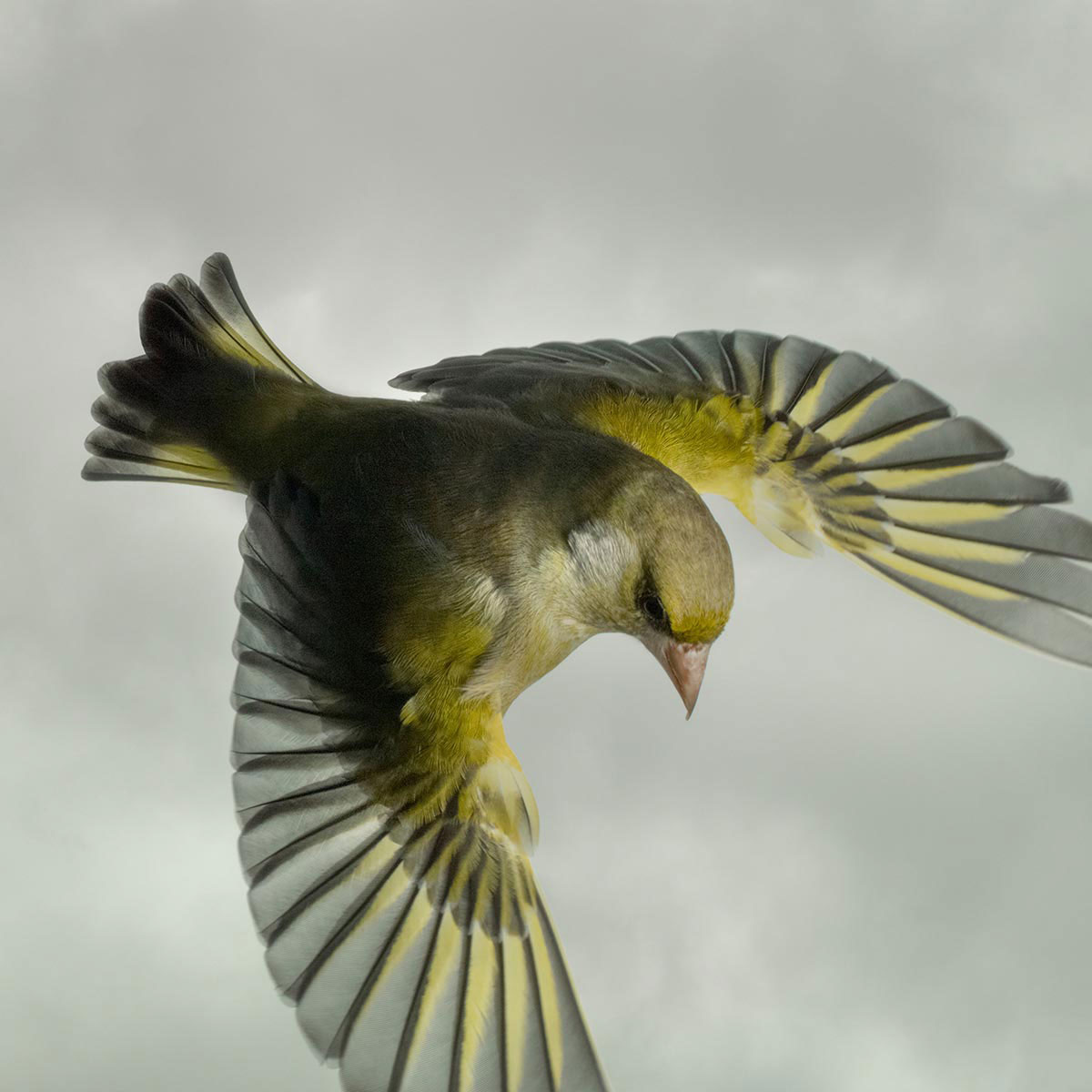 Mark-Harvey-photography_In-Flight-collection-GREEN-FINCH_lowres