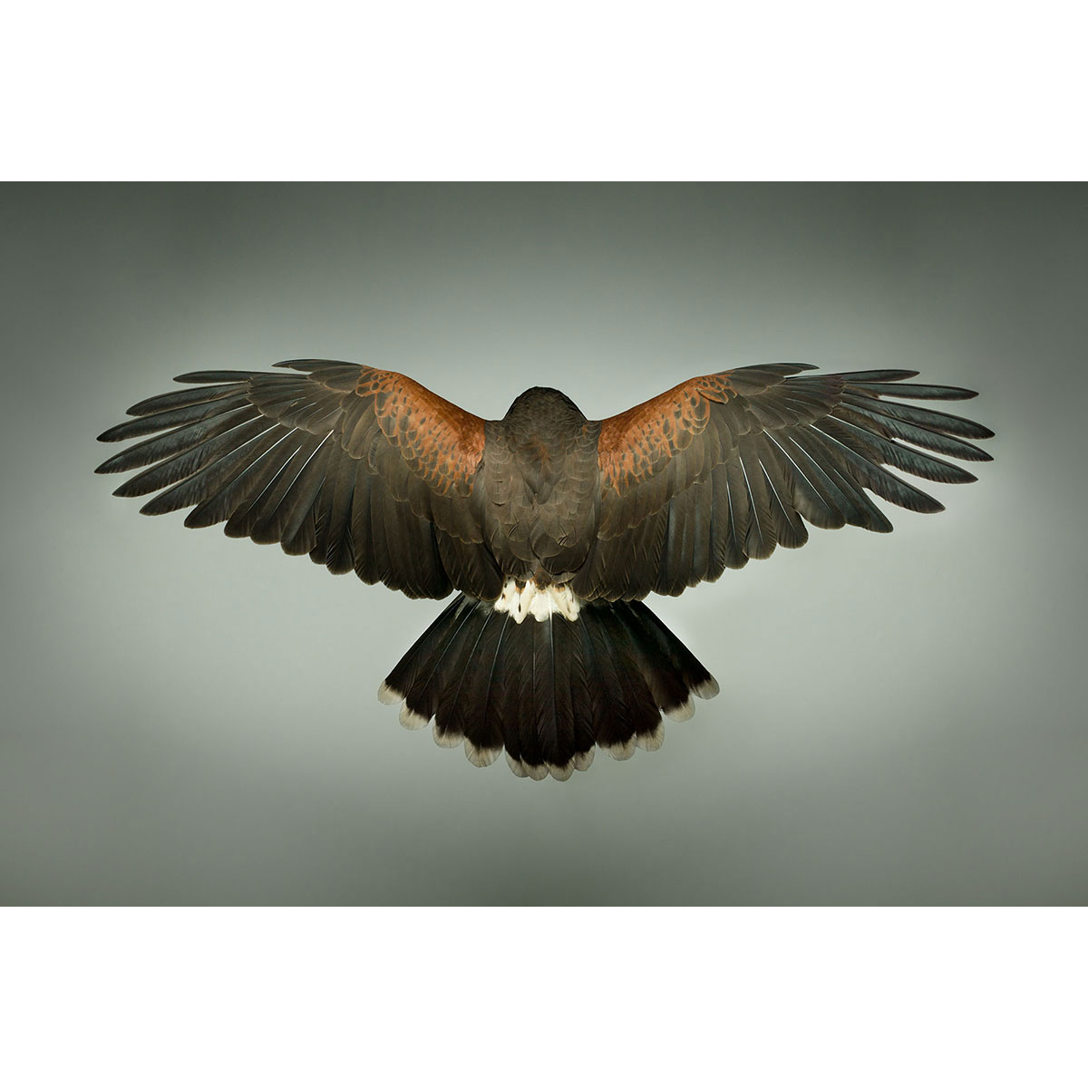 Mark-Harvey-photography_In-Flight-collection-HARRIS-HAWK_lowres