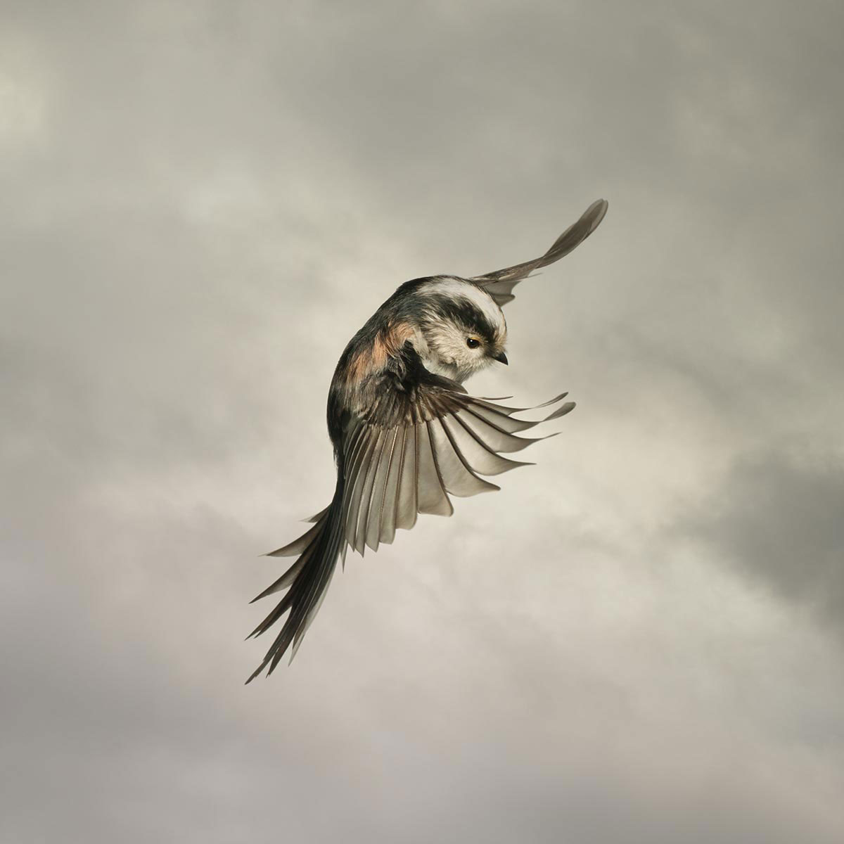 Mark-Harvey-photography_In-Flight-collection-LONG-TAIL-TIT_lowres