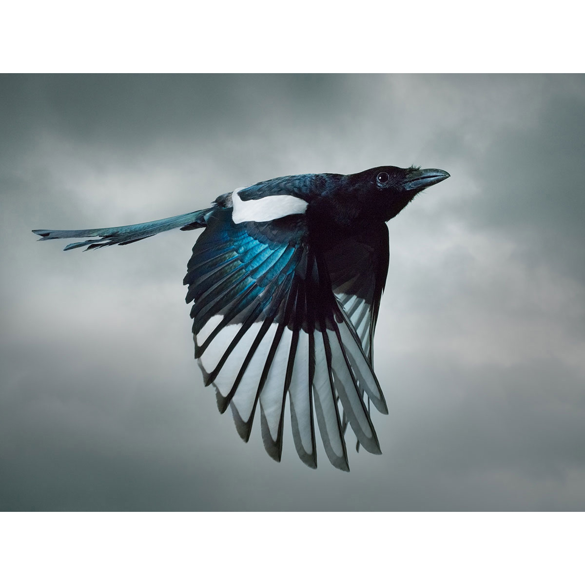Mark-Harvey-photography_In-Flight-collection-MAGPIE_lowres1