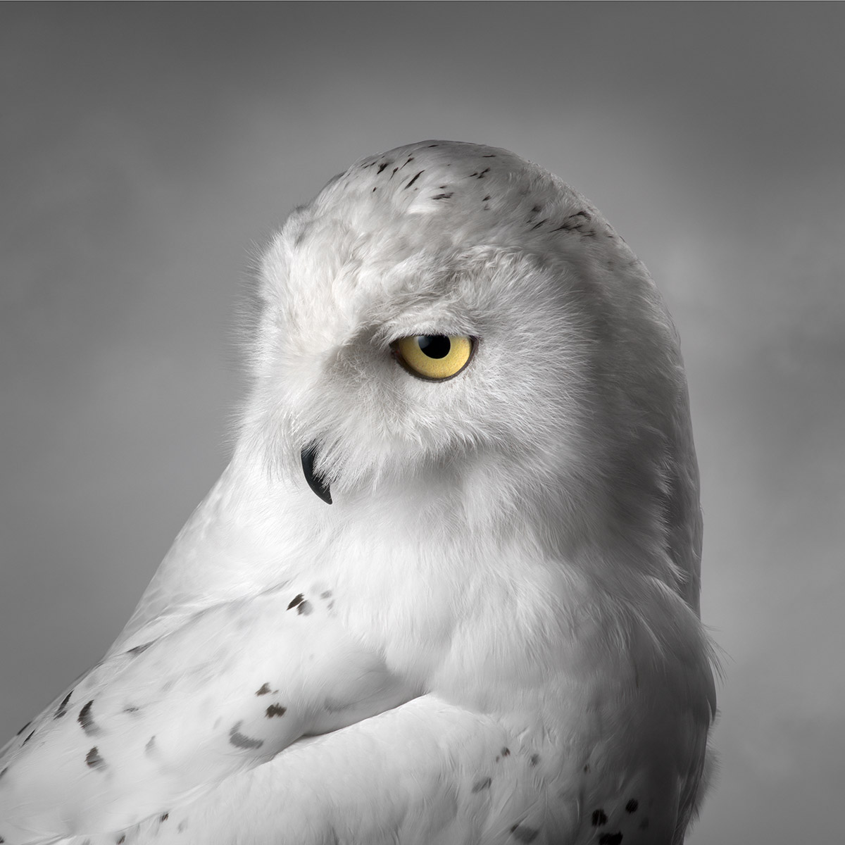 Mark-Harvey-photography_In-Flight-collection-SNOWY-OWL_1_lowres