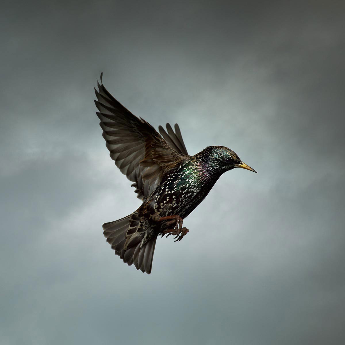 Mark-Harvey-photography_In-Flight-collection-STARLING_lowres
