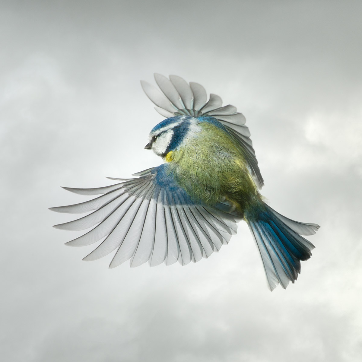 Mark-Harvey-photography_In-Flight-collection_Spring_Blue_Tit_lowres