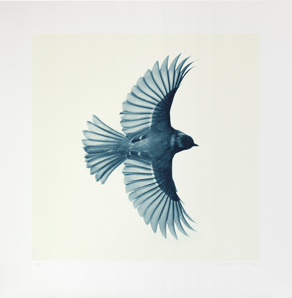 Mark_Harvey_Blue_Bird_Blue-Tit-1_print