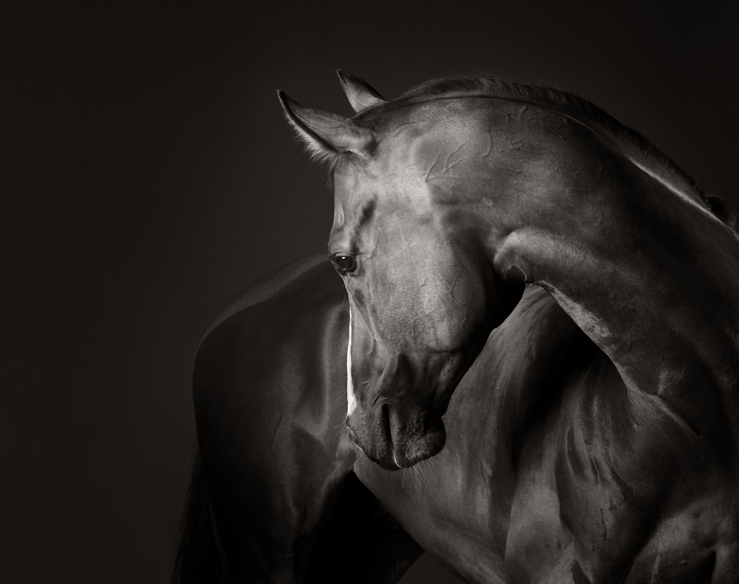 Open-Wide-Race-Horse-Materna