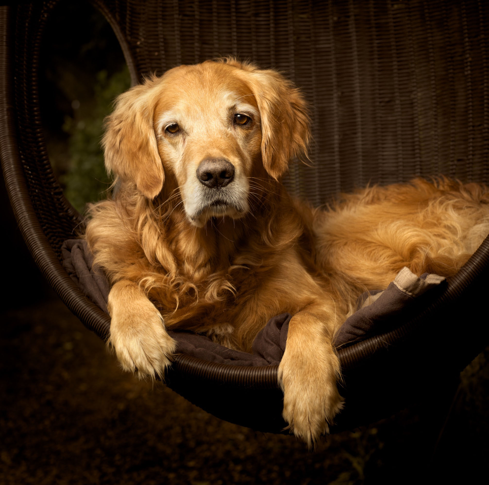Retriever Basket