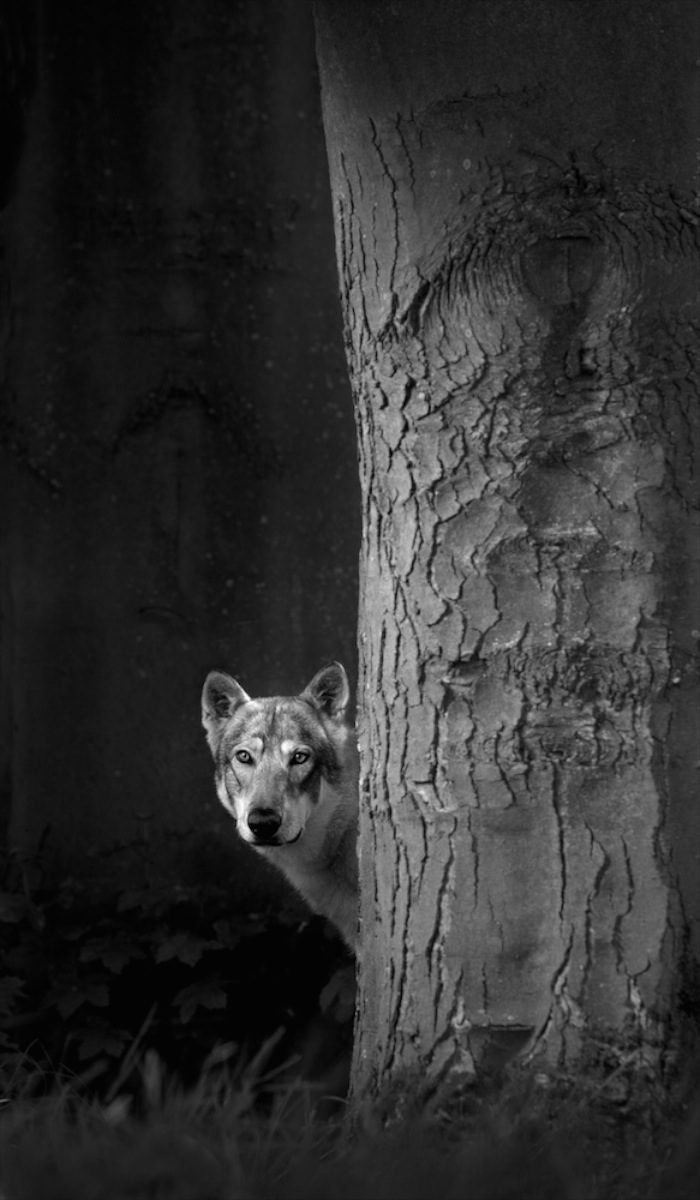 The Hunter